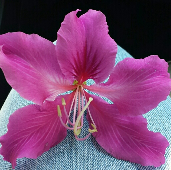 Meet your Posher - Picture 1 of 1